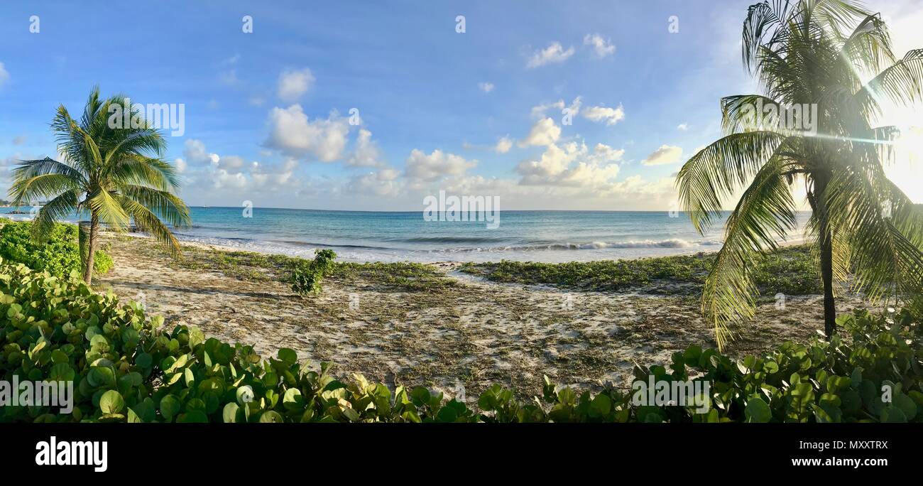 Untouched nature at the beautiful idyllic Welches Beach in Oistins, Barbados (Caribbean island) with sand, small green plants & a clear light blue sky Stock Photo
