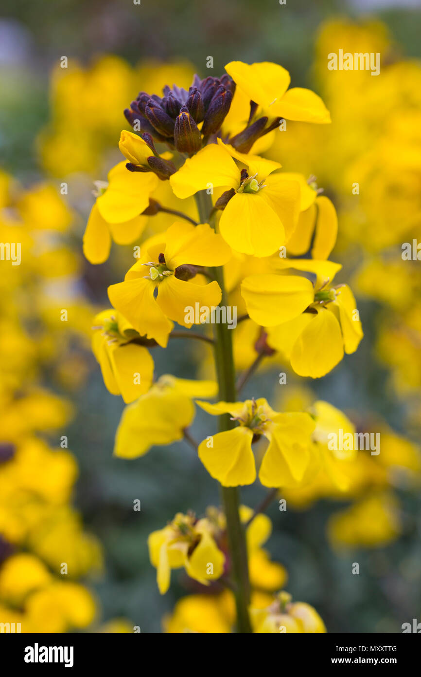 Erysimum linifolium 'Fragrant Sunshine' Stock Photo