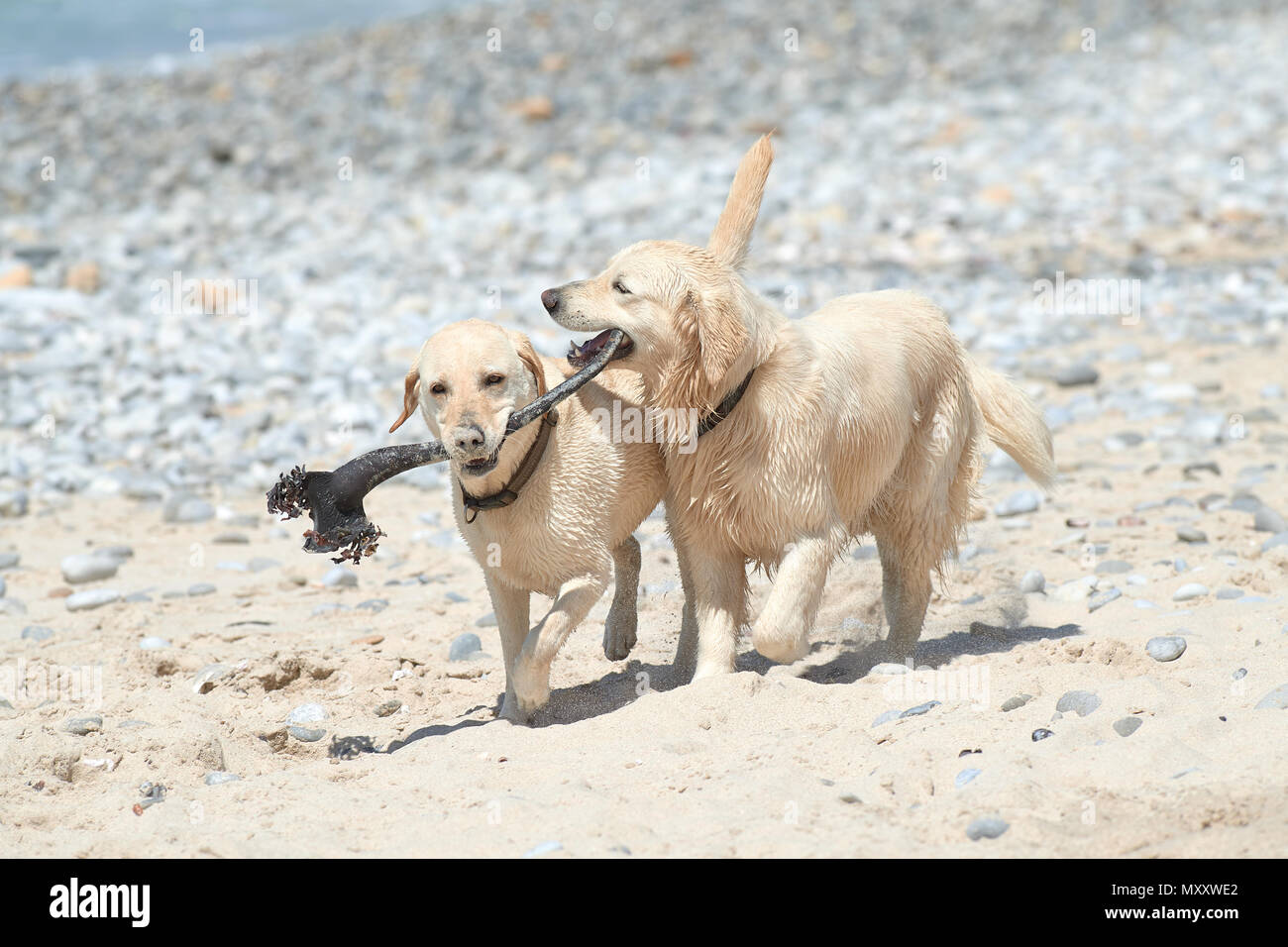 Labrador and Retriever playing on beach with kelp stipe Stock Photo