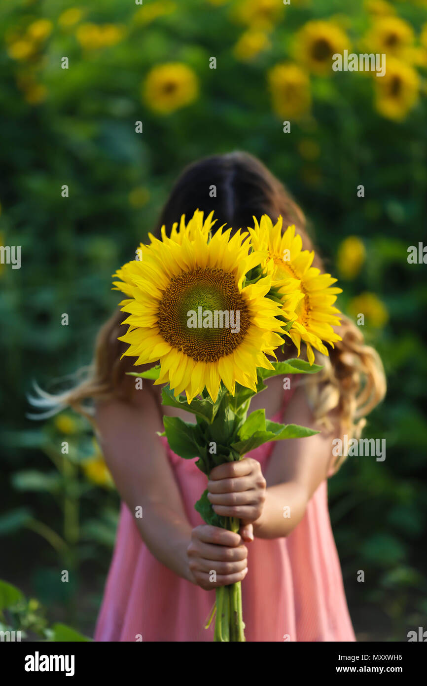 Young beautiful woman stands in a field of sunflowers Stock Photo - Alamy