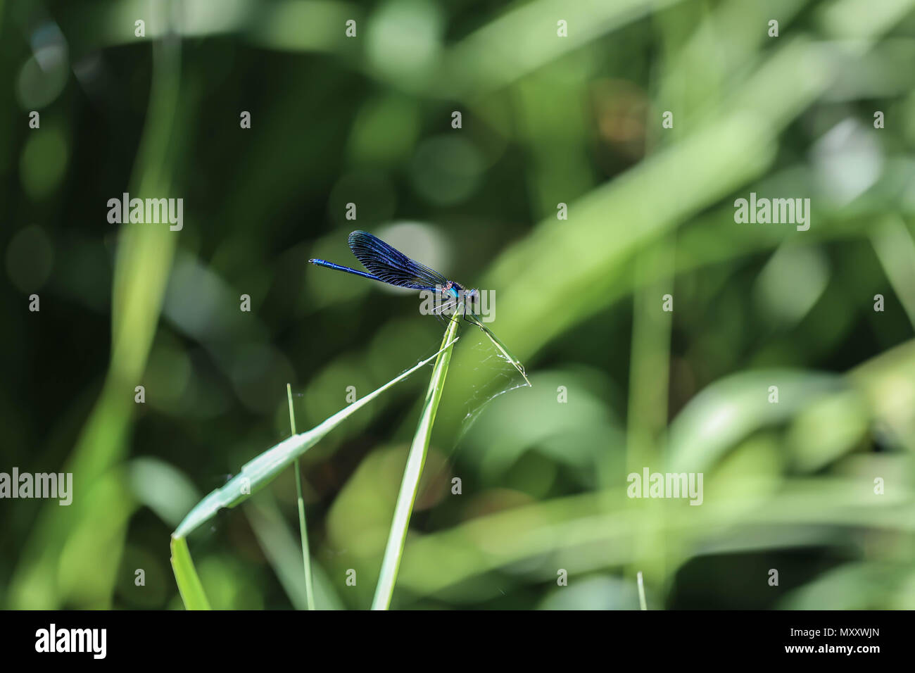 big beautiful dragonfly on a green leaf closeup Stock Photo - Alamy