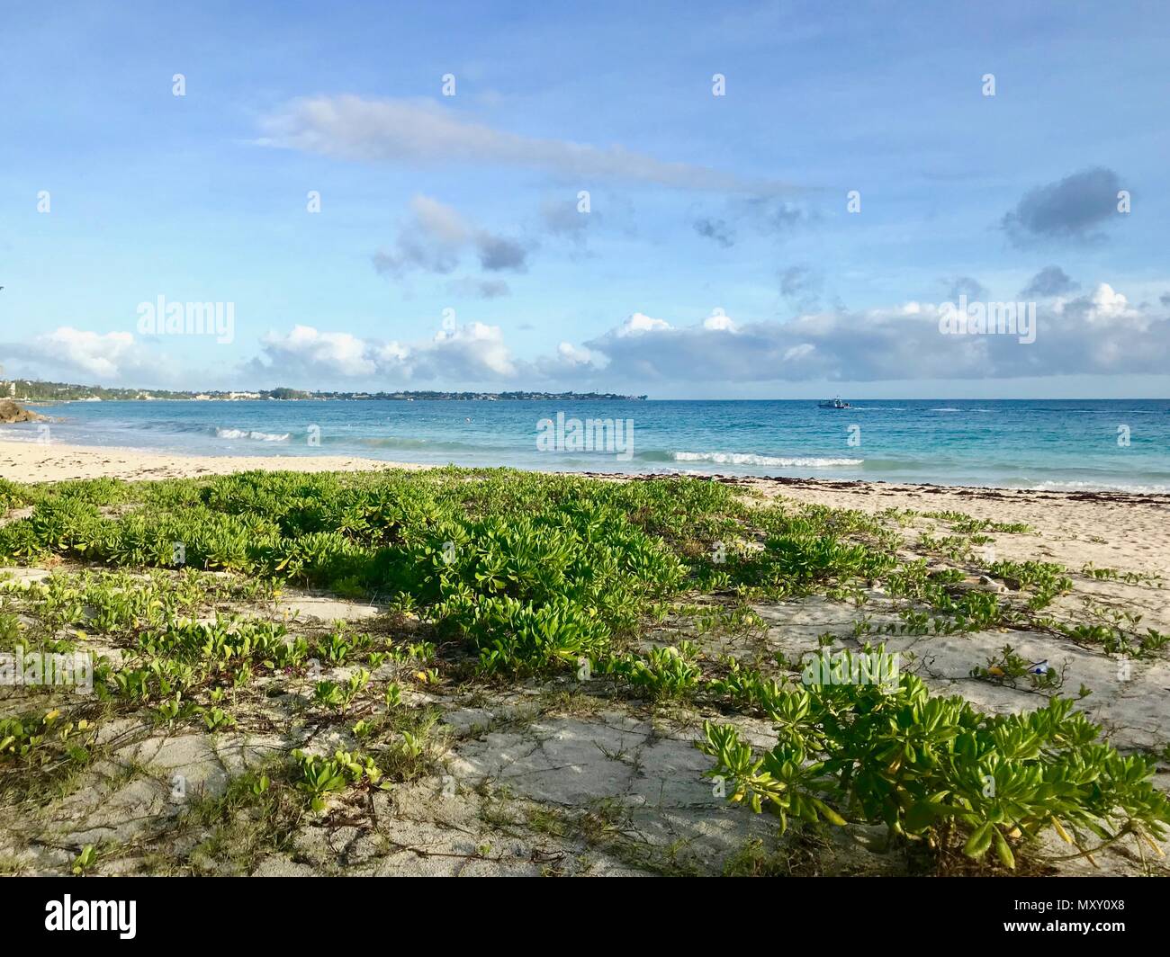 Untouched nature at the beautiful idyllic Welches Beach in Oistins, Barbados (Caribbean island) with sand, small green plants & a clear light blue sky Stock Photo