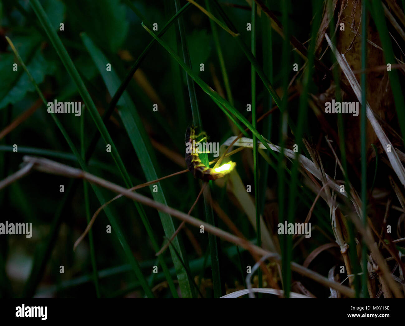 Common glowworm glowing in the dark summer night Stock Photo Alamy