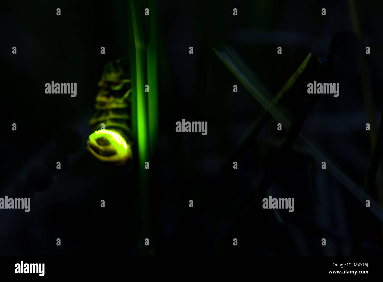 Common glowworm glowing in the dark summer night Stock Photo Alamy