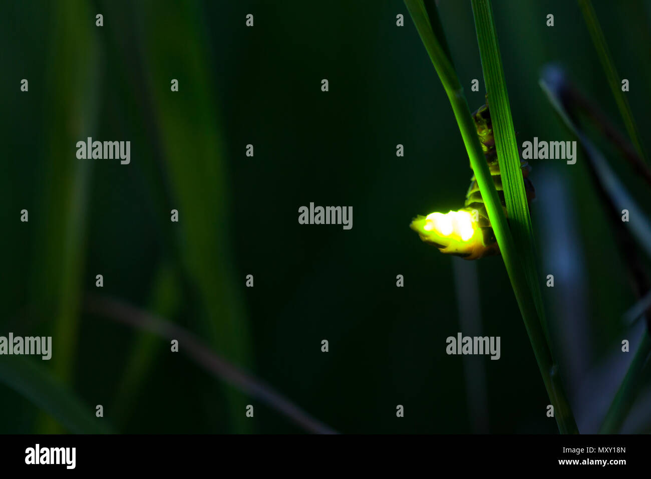 Common glowworm glowing in the dark summer night Stock Photo Alamy