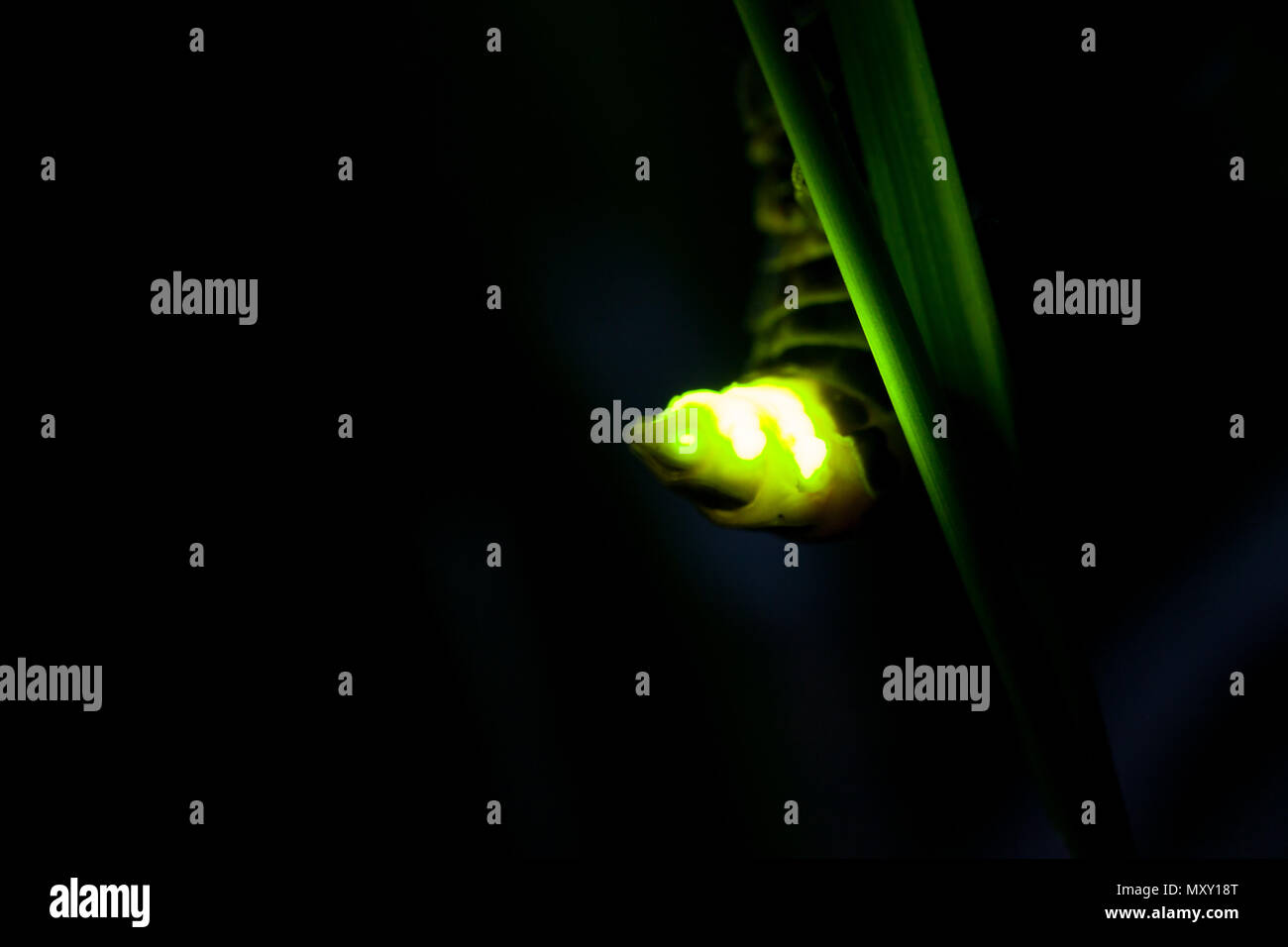Common glowworm glowing in the dark summer night Stock Photo Alamy