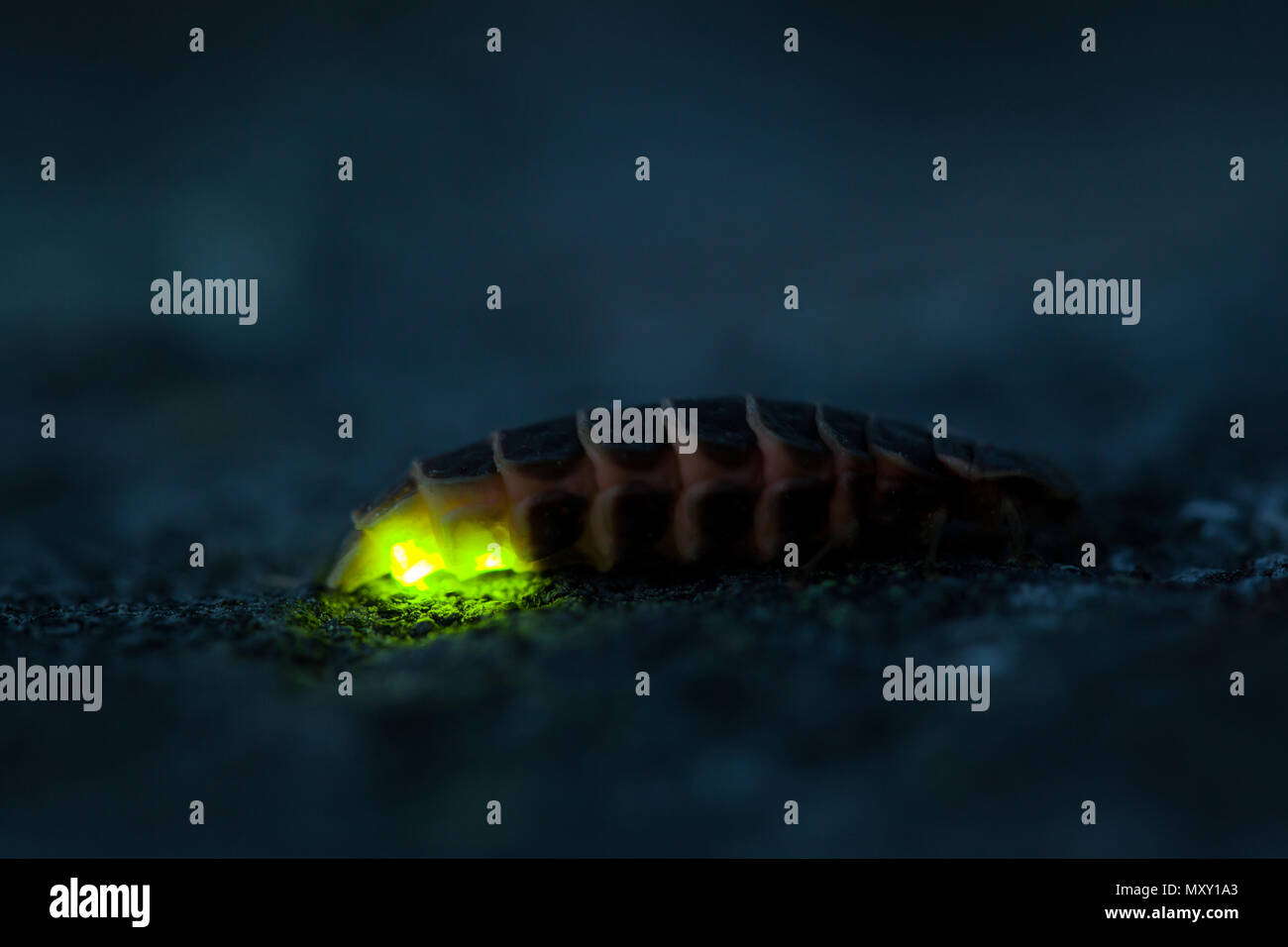 Common glowworm glowing in the dark summer night Stock Photo Alamy