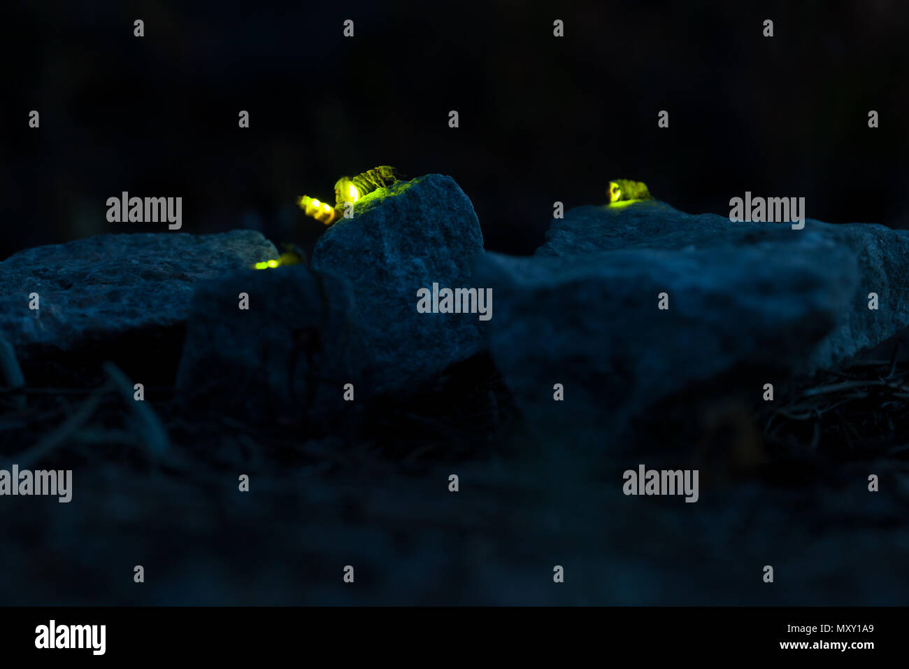 Common glowworm glowing in the dark summer night Stock Photo Alamy