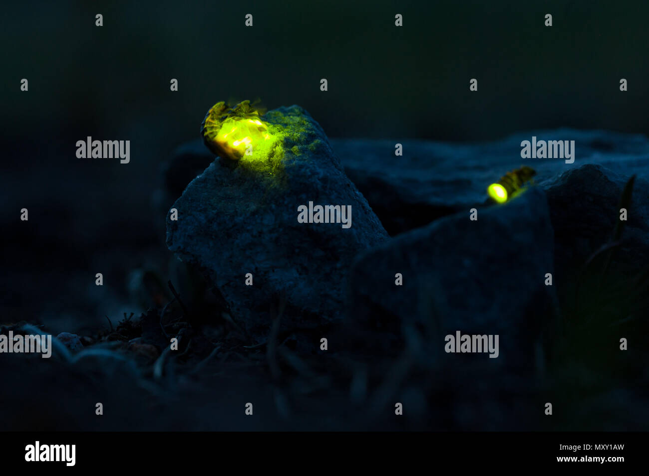 Common glowworm glowing in the dark summer night Stock Photo Alamy