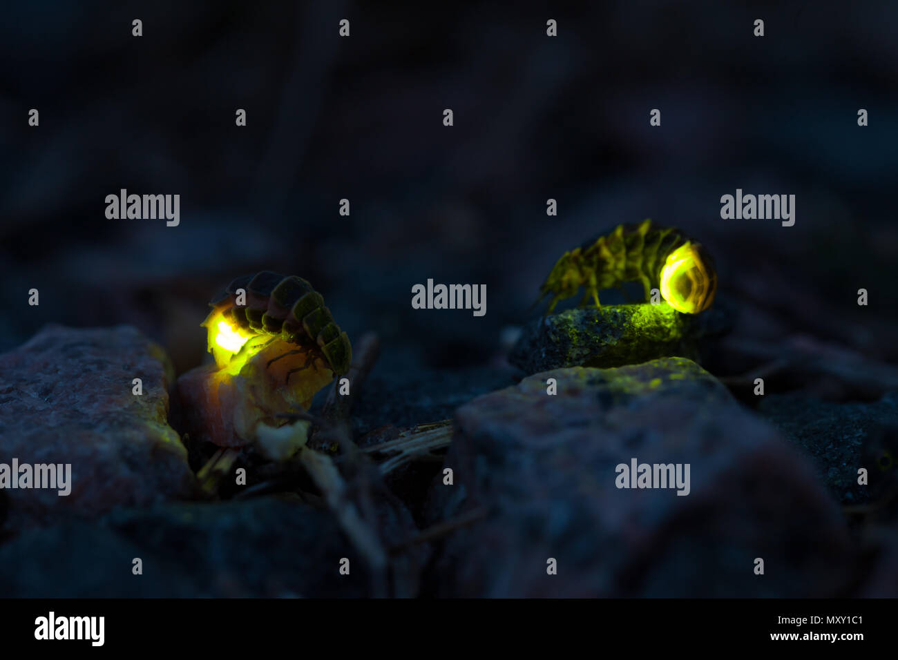 Common glowworm glowing in the dark summer night Stock Photo Alamy