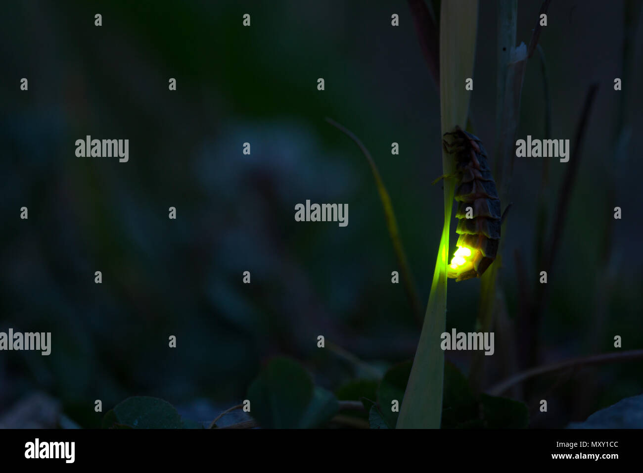 Common glowworm glowing in the dark summer night Stock Photo Alamy