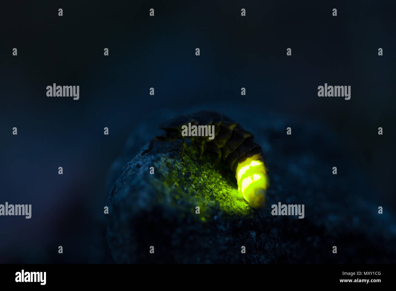 Common glowworm glowing in the dark summer night Stock Photo Alamy