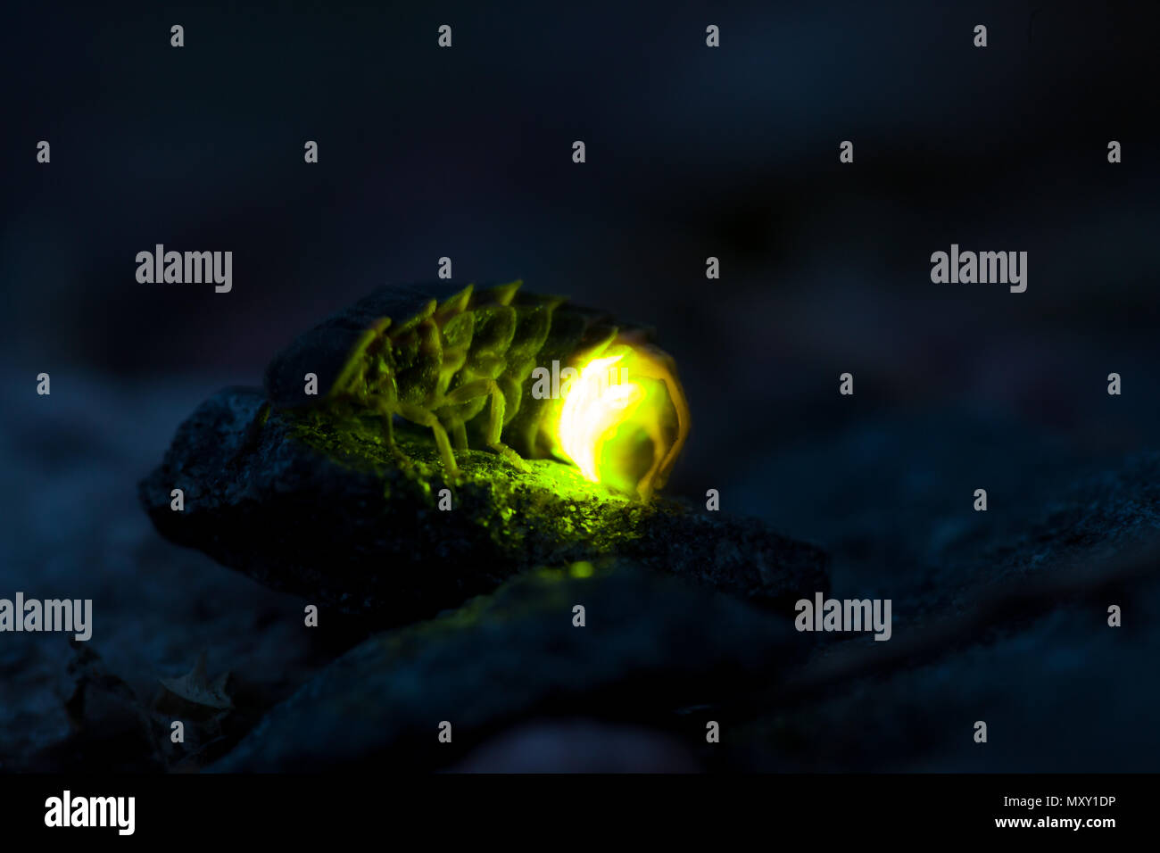 Female common glow worm hires stock photography and images Alamy