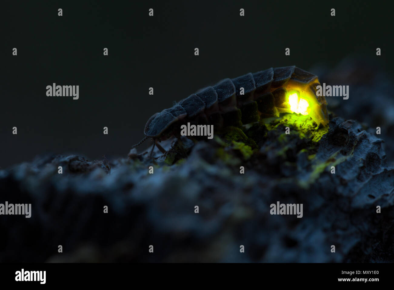 Common glowworm glowing in the dark summer night Stock Photo Alamy