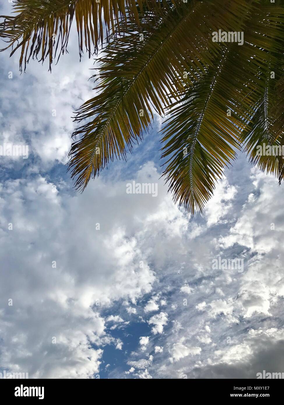 Lush green palm leaf with a beautiful light blue sky in the background (taken on the Caribbean island of Barbados in the West Indies) Stock Photo