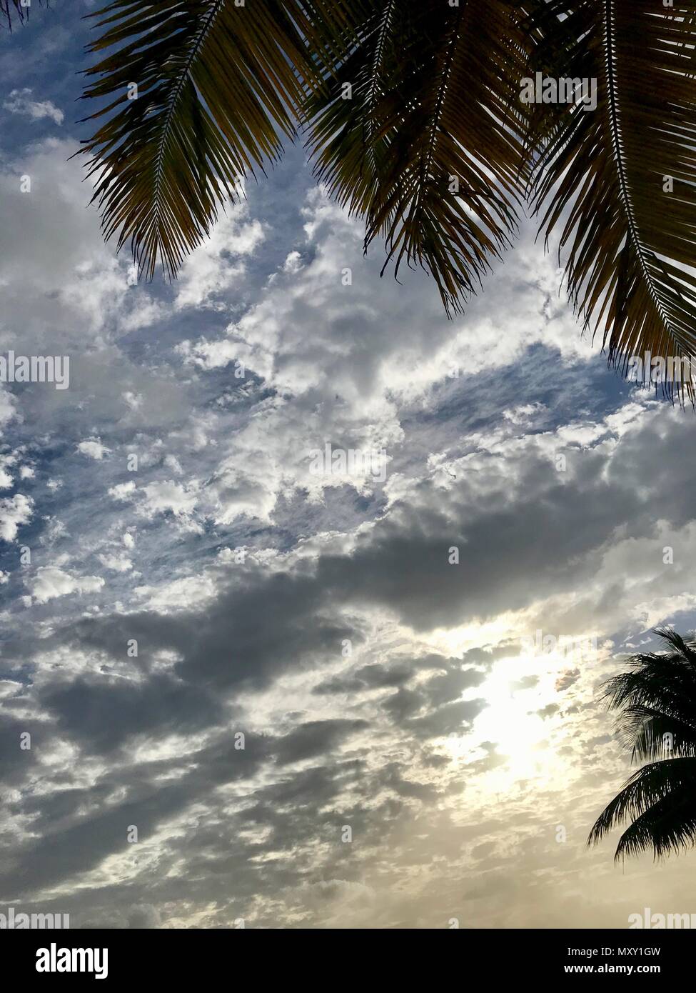 Lush green palm leaf with a beautiful light blue sky in the background (taken on the Caribbean island of Barbados in the West Indies) Stock Photo