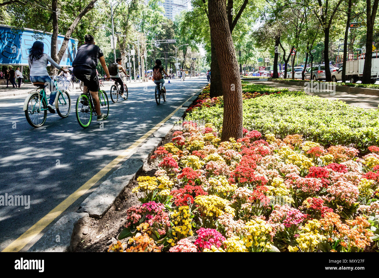 Mexico City,Hispanic Bosque de Chapultepec forest,Paseo la Reforma,bicycle bicycles bicycling riding biking rider riders bike bikess,Muevete en Bici,M Stock Photo