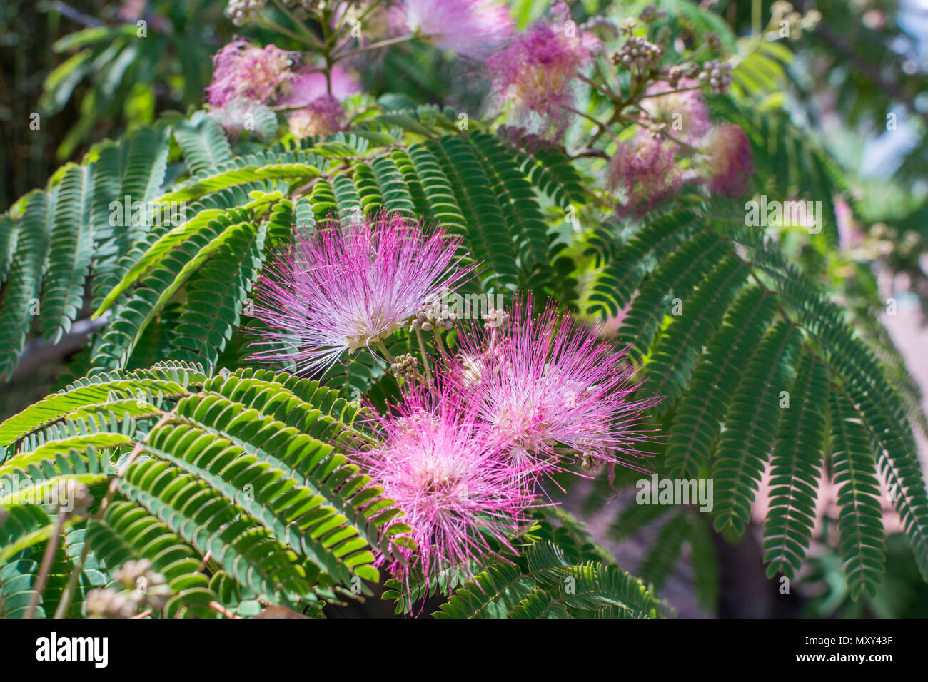 Albizia julibrissin, mimosa tree with pink blooms in the southwestern United States. Stock Photo