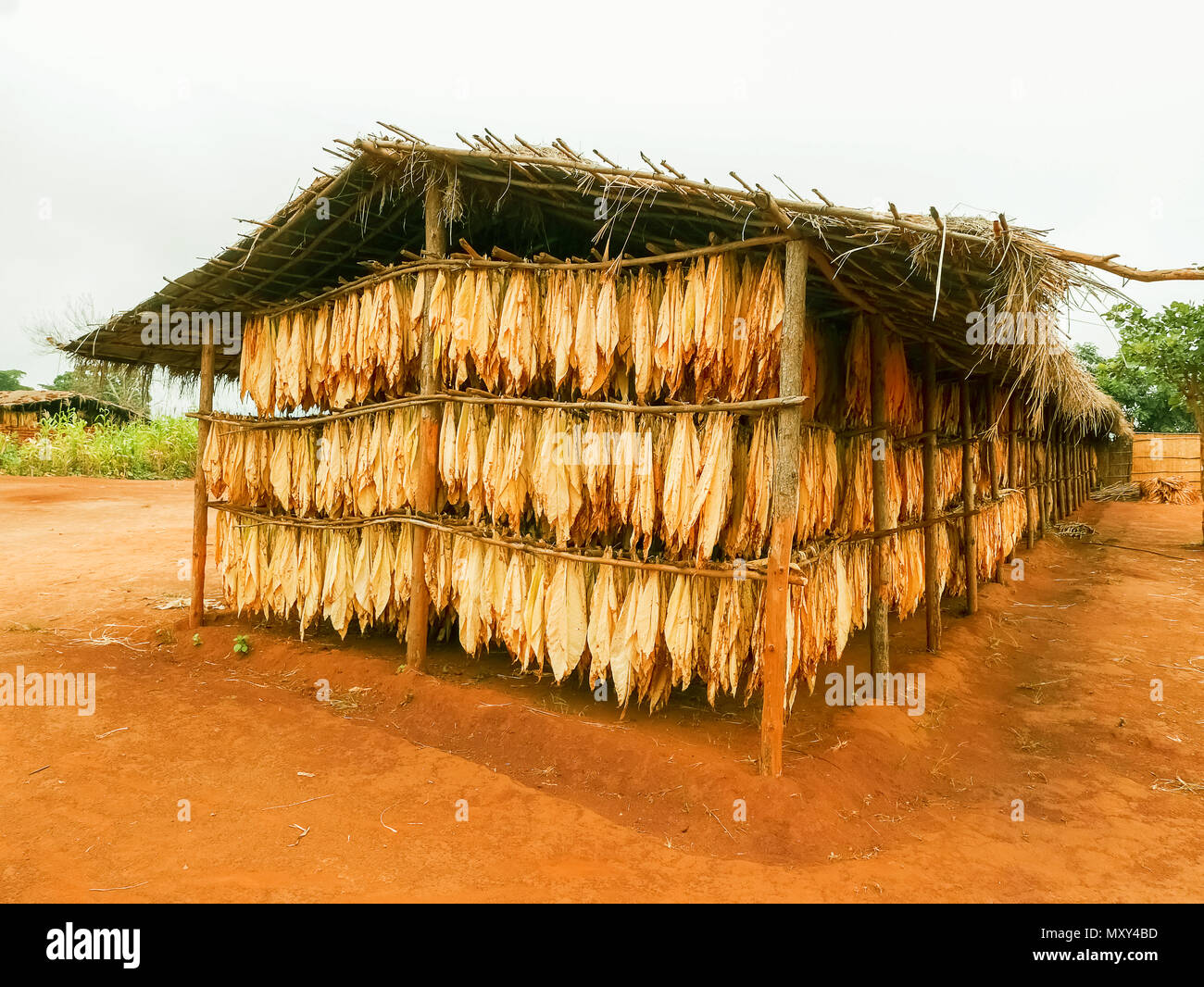 Drying leafs of tobacco in small village of Dzoole in Malawi Stock Photo