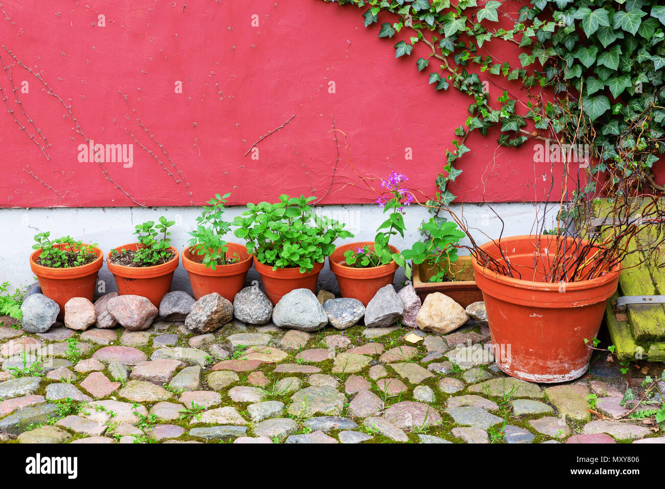row of flower pots with herbs in front of a red house wall Stock Photo