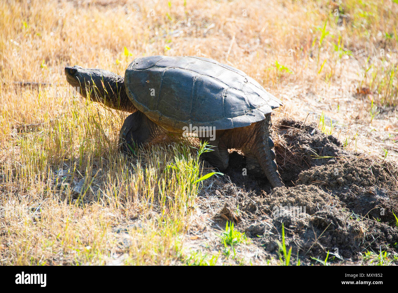 Snapping Turtle Stock Photo