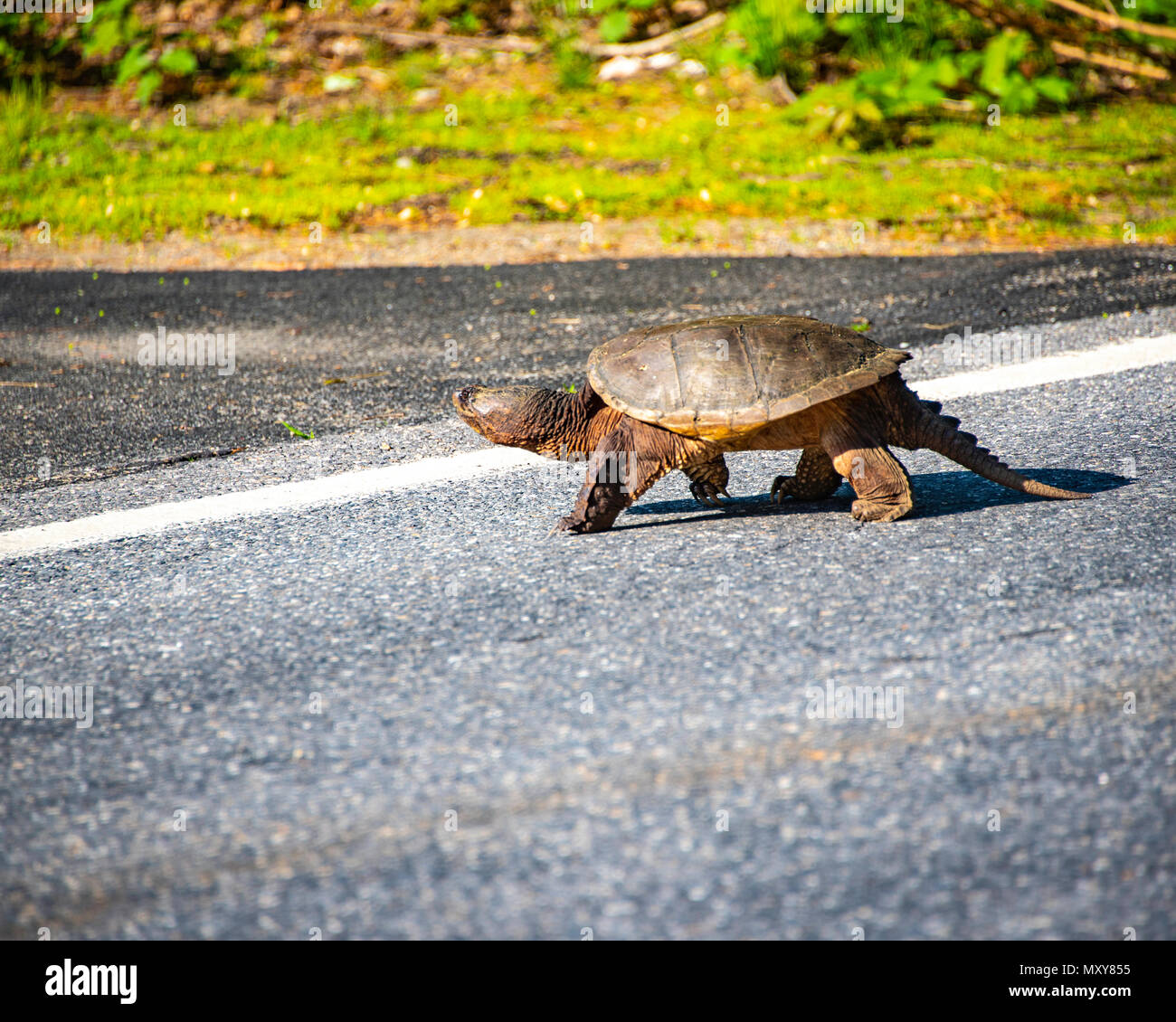 Snapping Turtle Stock Photo