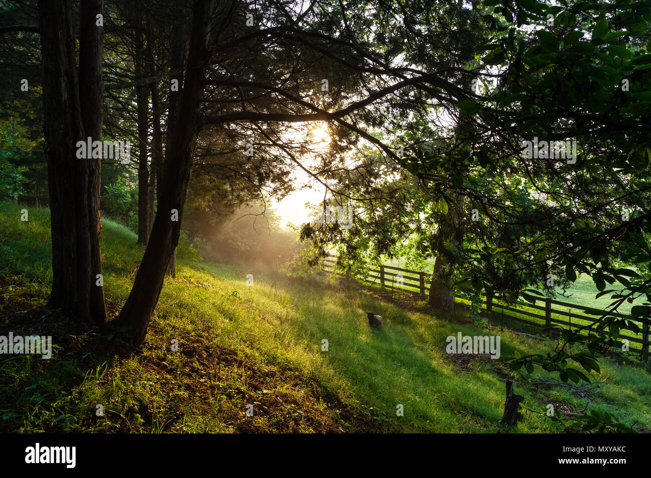 A view of pastures and trees on beautiful late spring morning in rural East Tennessee with