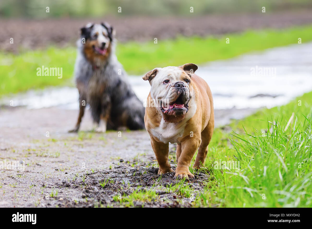 picture of an English Bulldog and an Australian Shepherd on a footpath  Stock Photo - Alamy