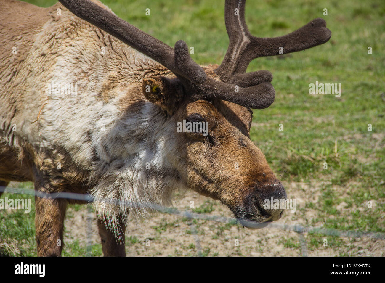 Caribou close up head hi-res stock photography and images - Alamy