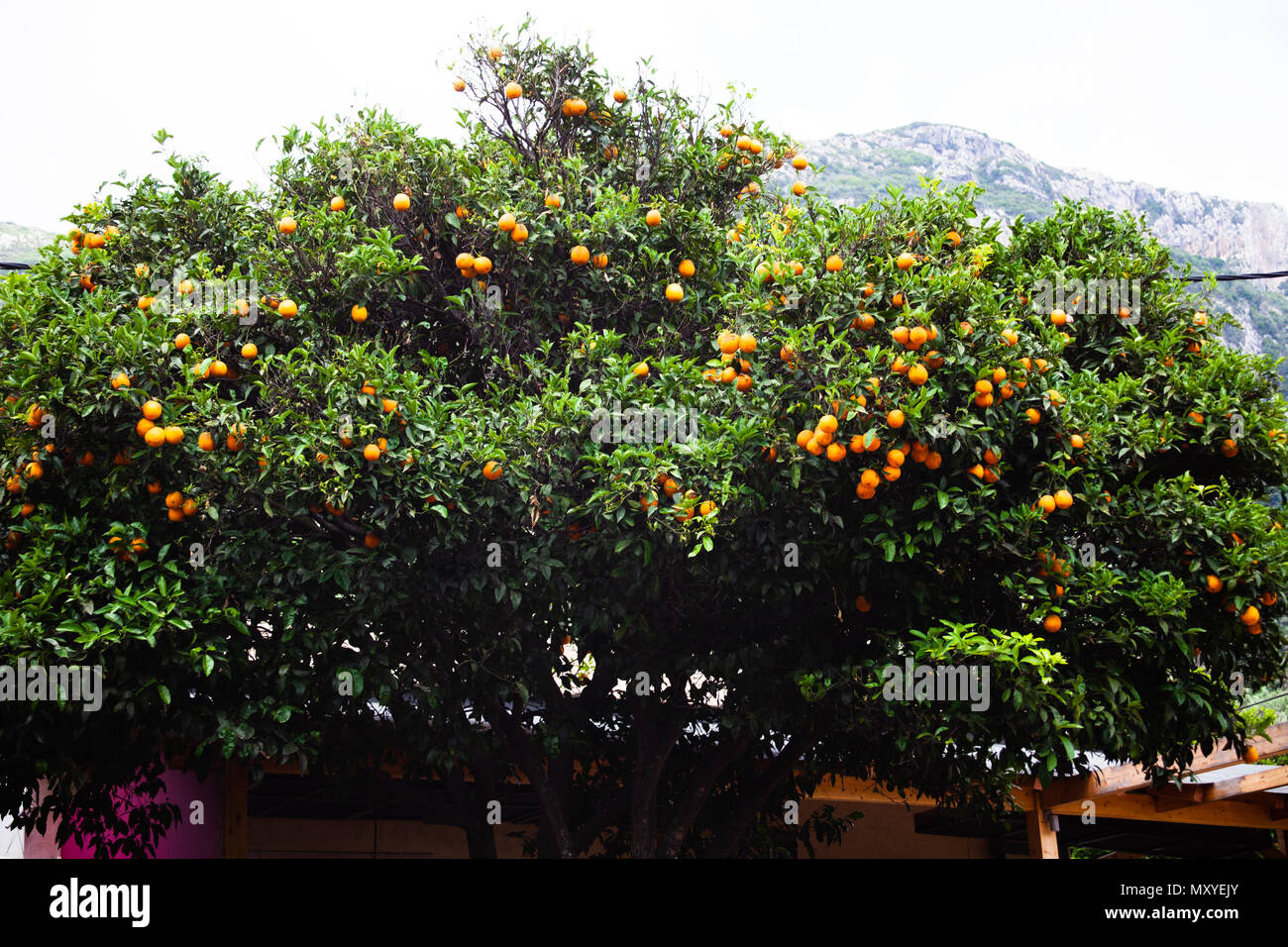 Beautiful orange tall leafy tree with blue sky. Greek natural food
