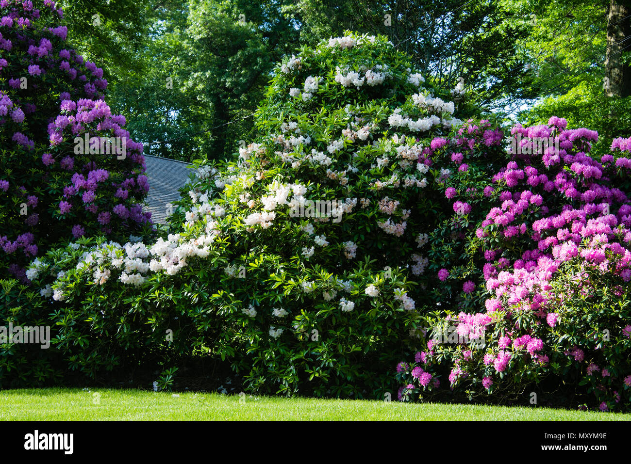 Rhododendron bushes in springtime form a colorful fence line in suburban White Plains, NY Stock Photo