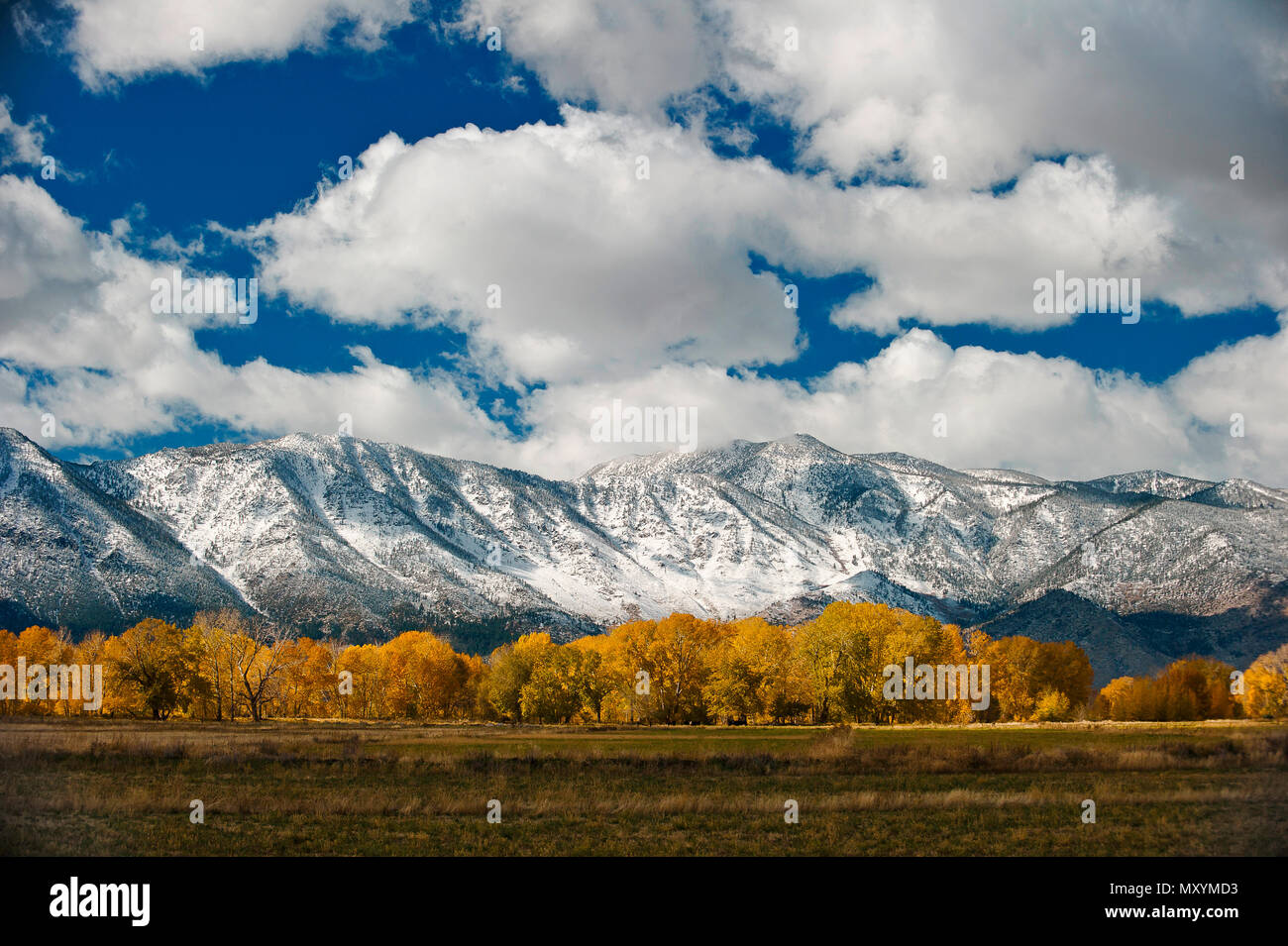 Fall colors in Gardnerville, Nevada with snow covered sierrra mountains in the background Stock Photo