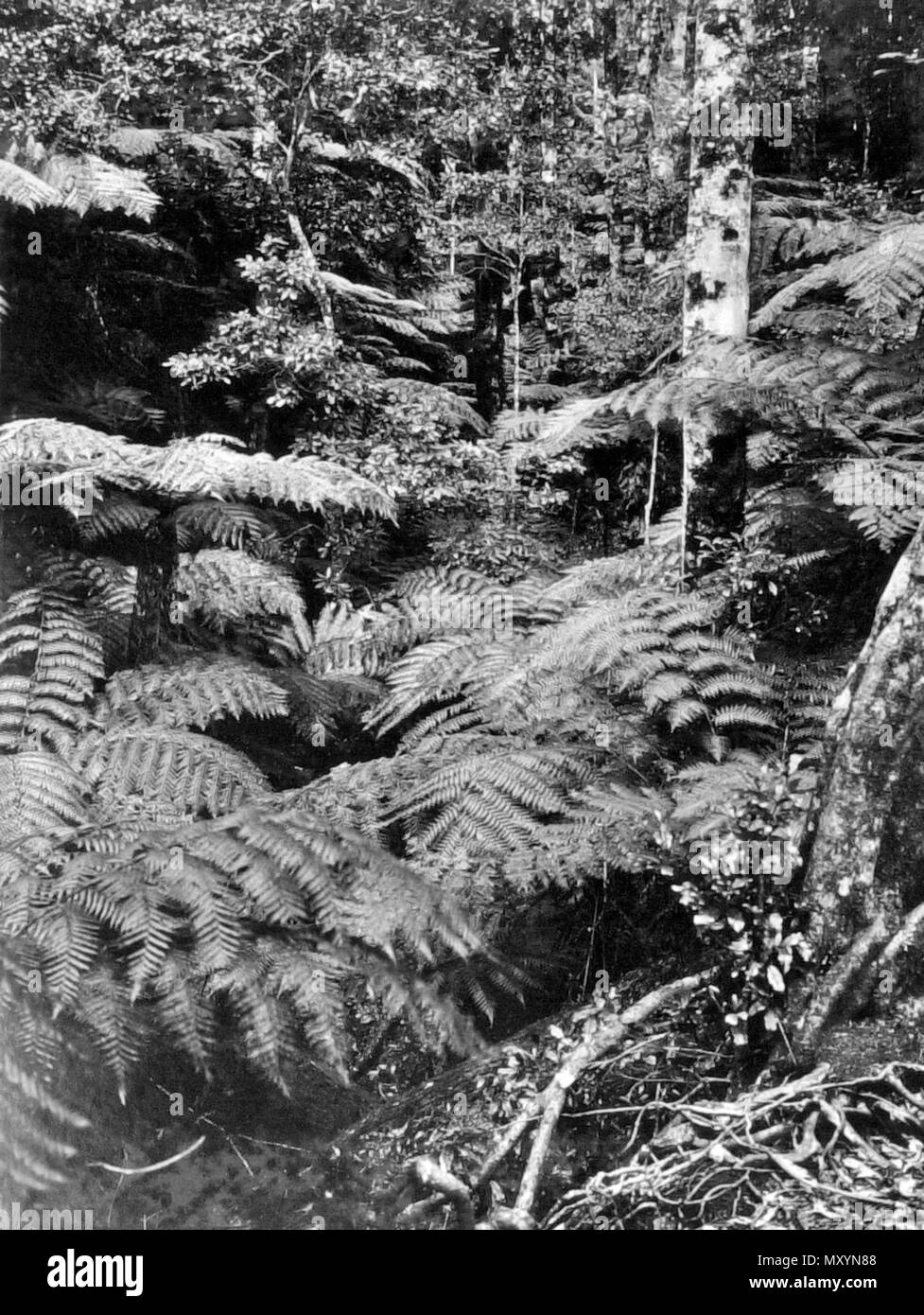 Beaudesert Australia High Resolution Stock Photography and Images Alamy