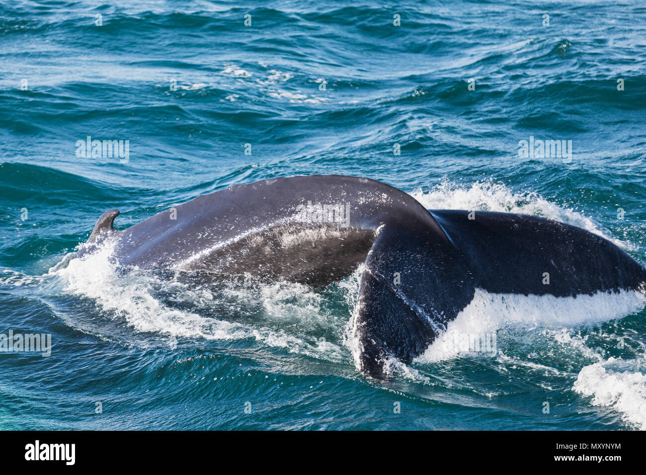Big Humpback Whale Diving And Showing His Tail Near Husavik On Iceland Stock Photo Alamy