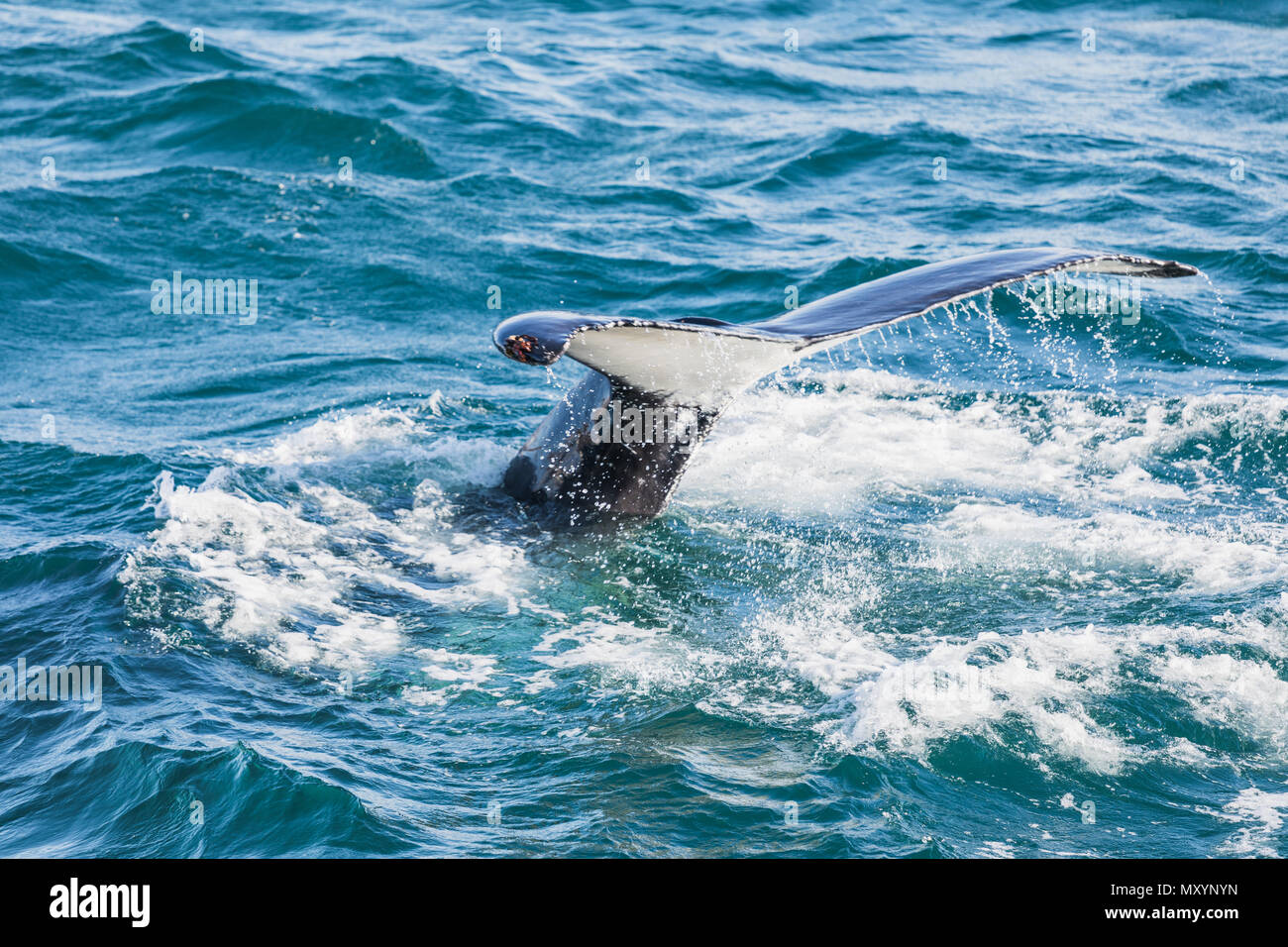 Big Humpback whale diving and showing his tail near husavik on iceland ...