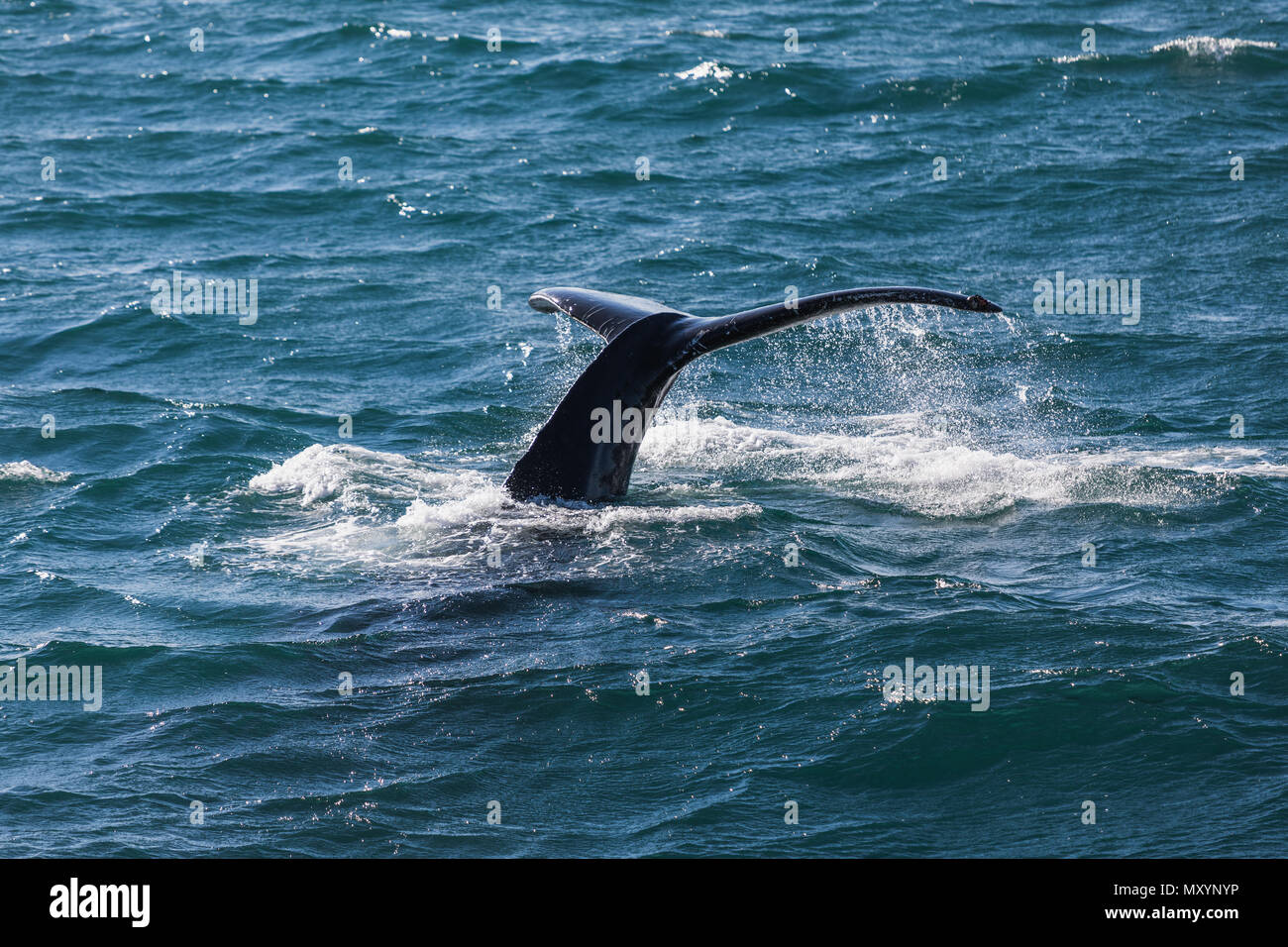 Big Humpback whale diving and showing his tail near husavik on iceland ...