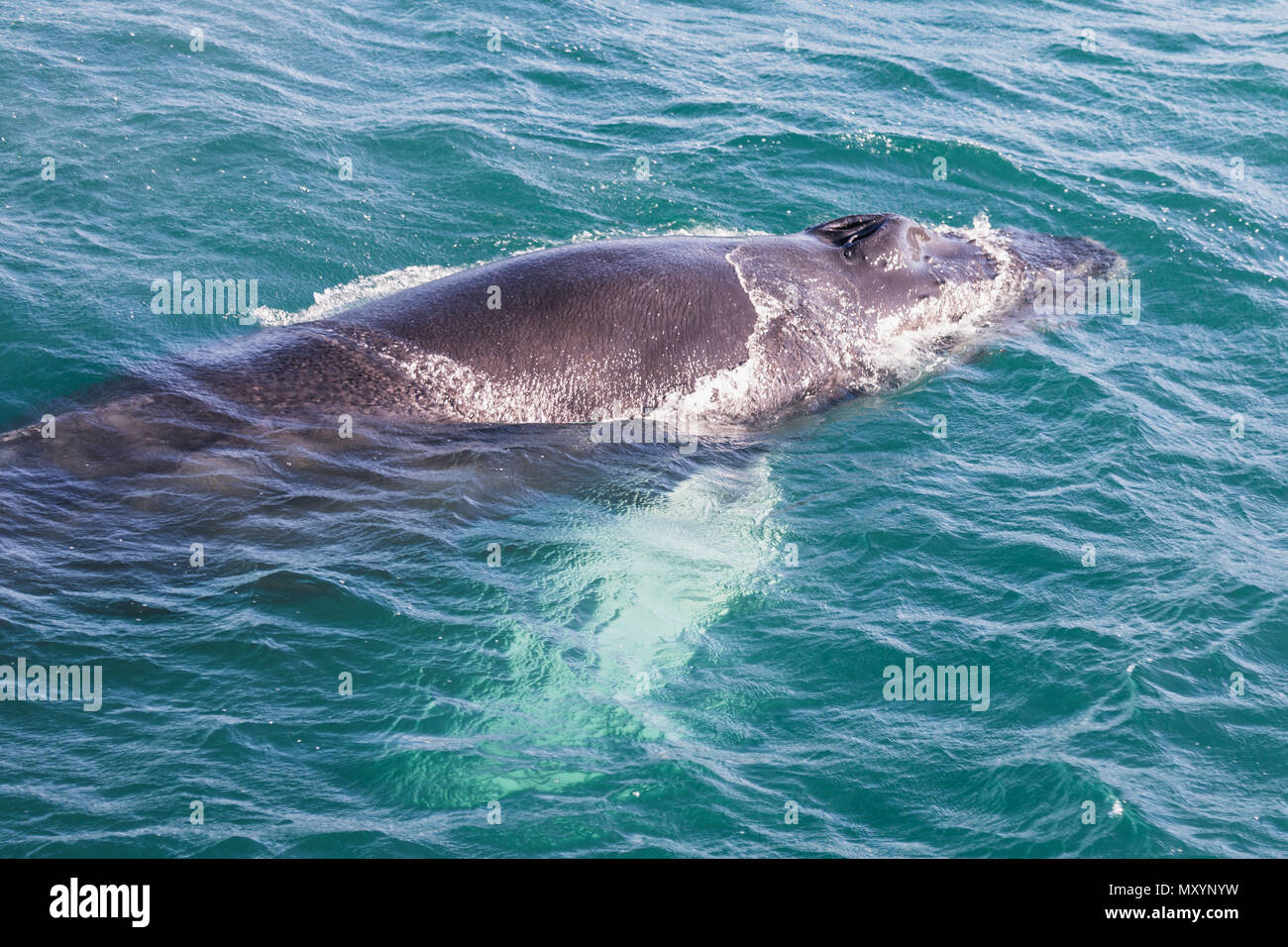 Big Humpback whale getting ready to dive near husavik on iceland Stock ...