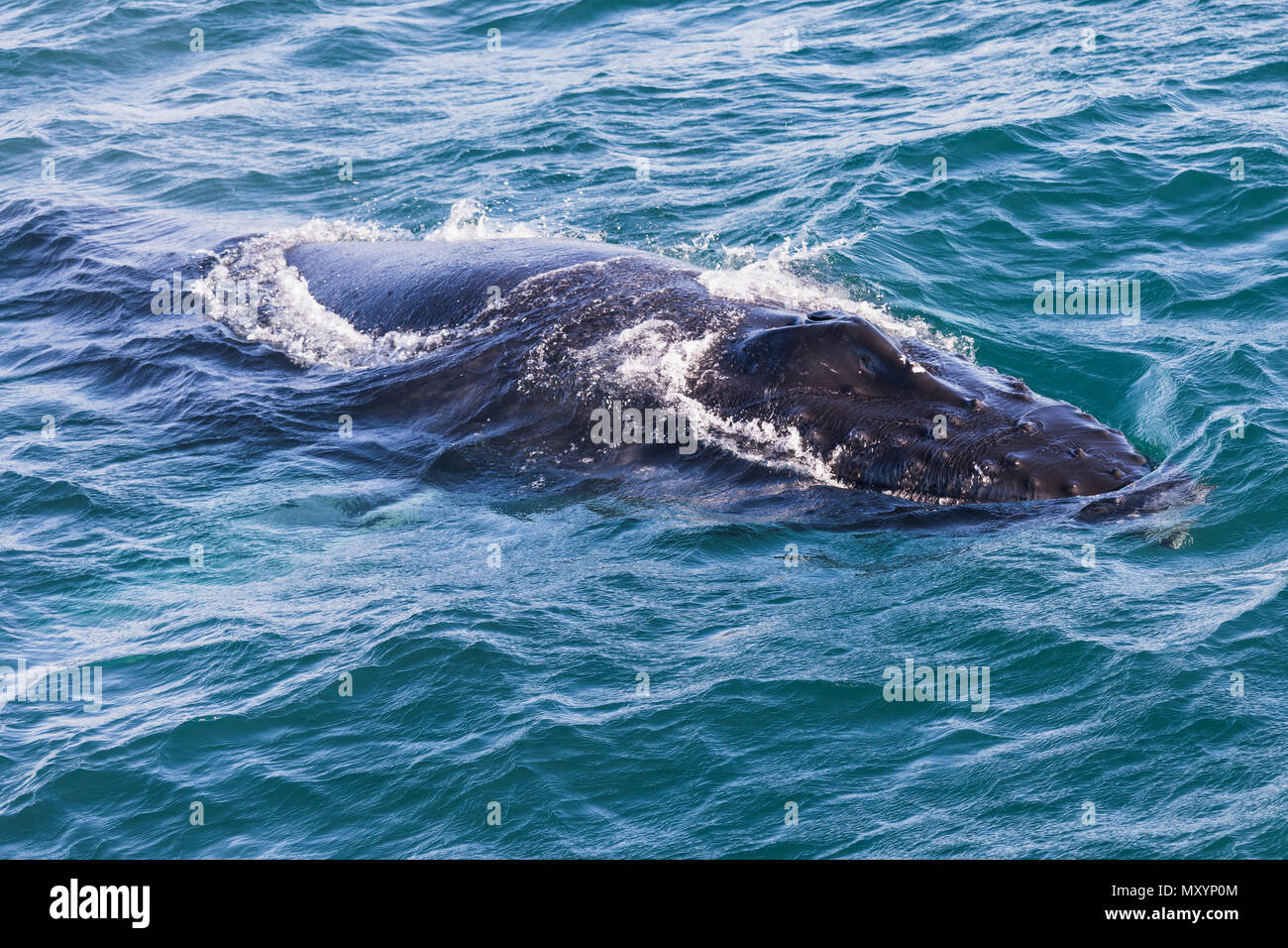 Big Humpback whale getting ready to dive near husavik on iceland Stock ...