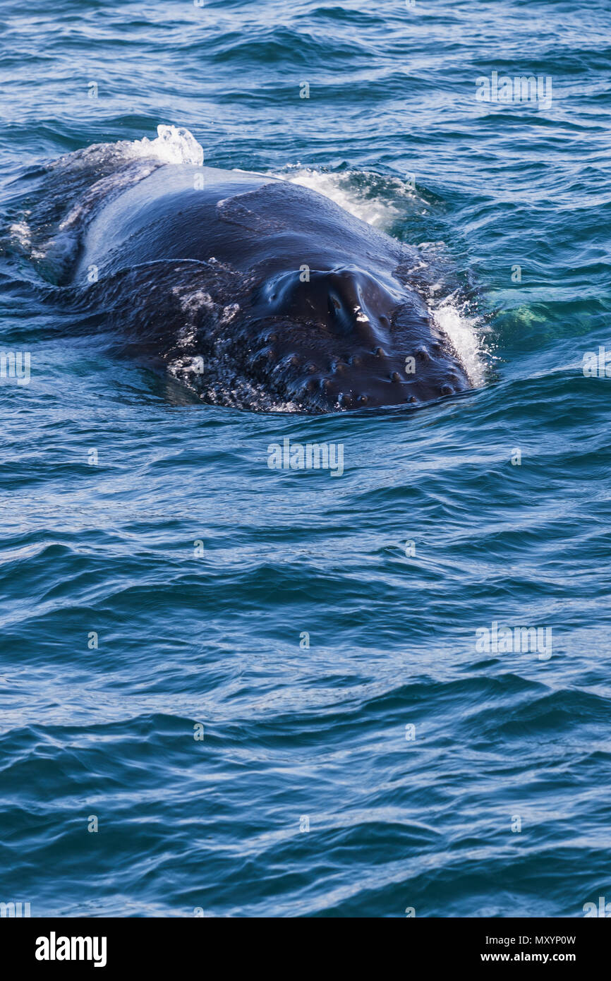 Big Humpback whale getting ready to dive near husavik on iceland Stock ...