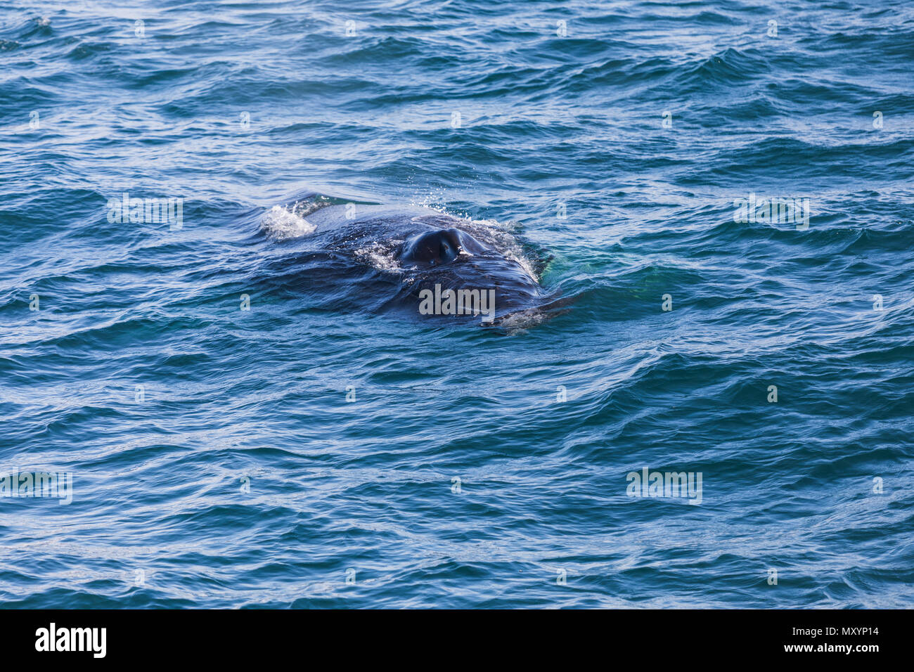 Big Humpback whale getting ready to dive near husavik on iceland Stock ...