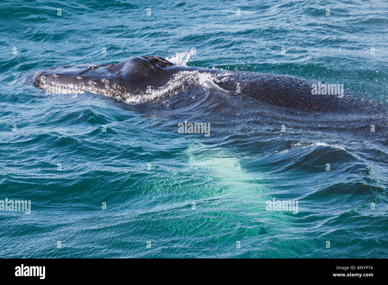 Big Humpback whale getting ready to dive near husavik on iceland Stock ...
