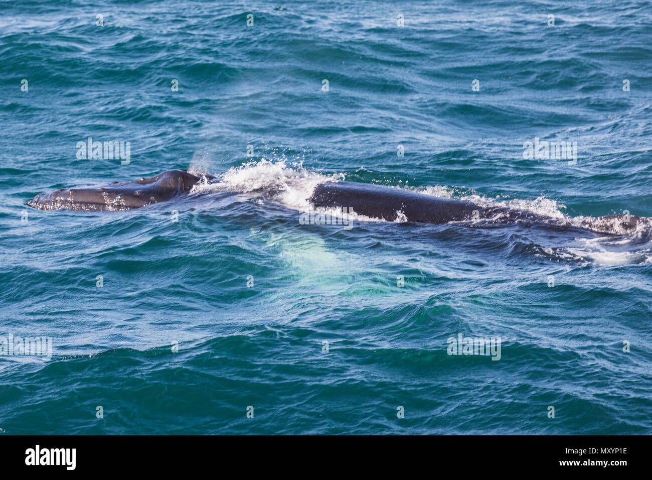 Big Humpback whale getting ready to dive near husavik on iceland Stock ...