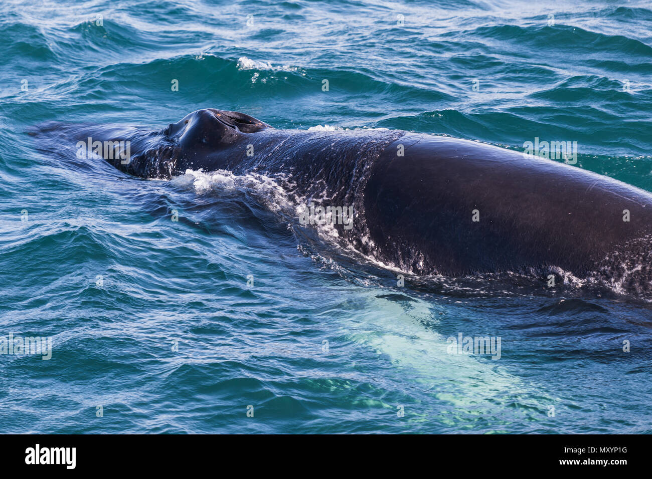 Big Humpback whale getting ready to dive near husavik on iceland Stock ...