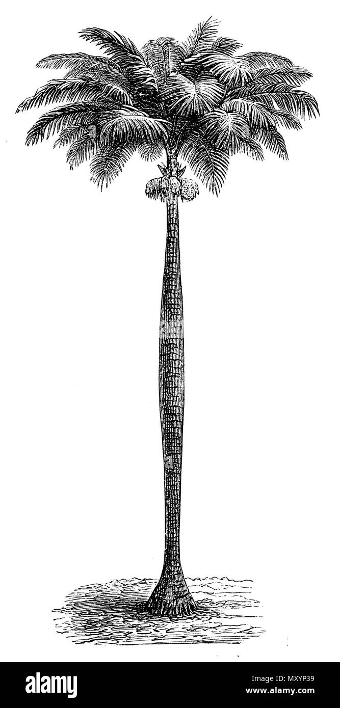 Royal Palm (Roystonea regia Syn. Oreodoxa regia>,   1888 Stock Photo