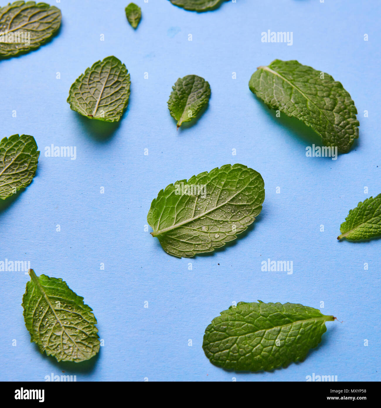 Fresh mint leaves pattern isolated on blue, top view Stock Photo - Alamy
