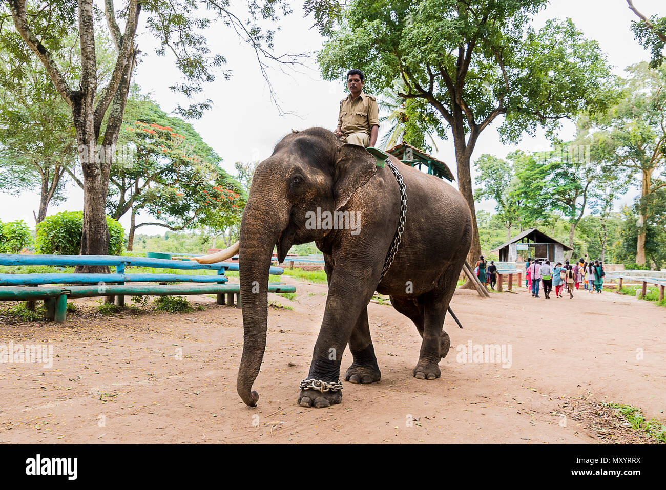 Dubare Elephant Camp in  Coorg Karnataka Stock Photo