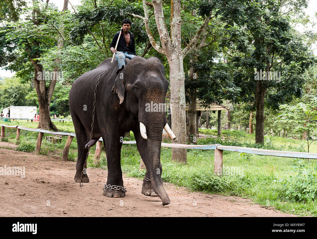 Dubare Elephant Camp in  Coorg Karnataka Stock Photo