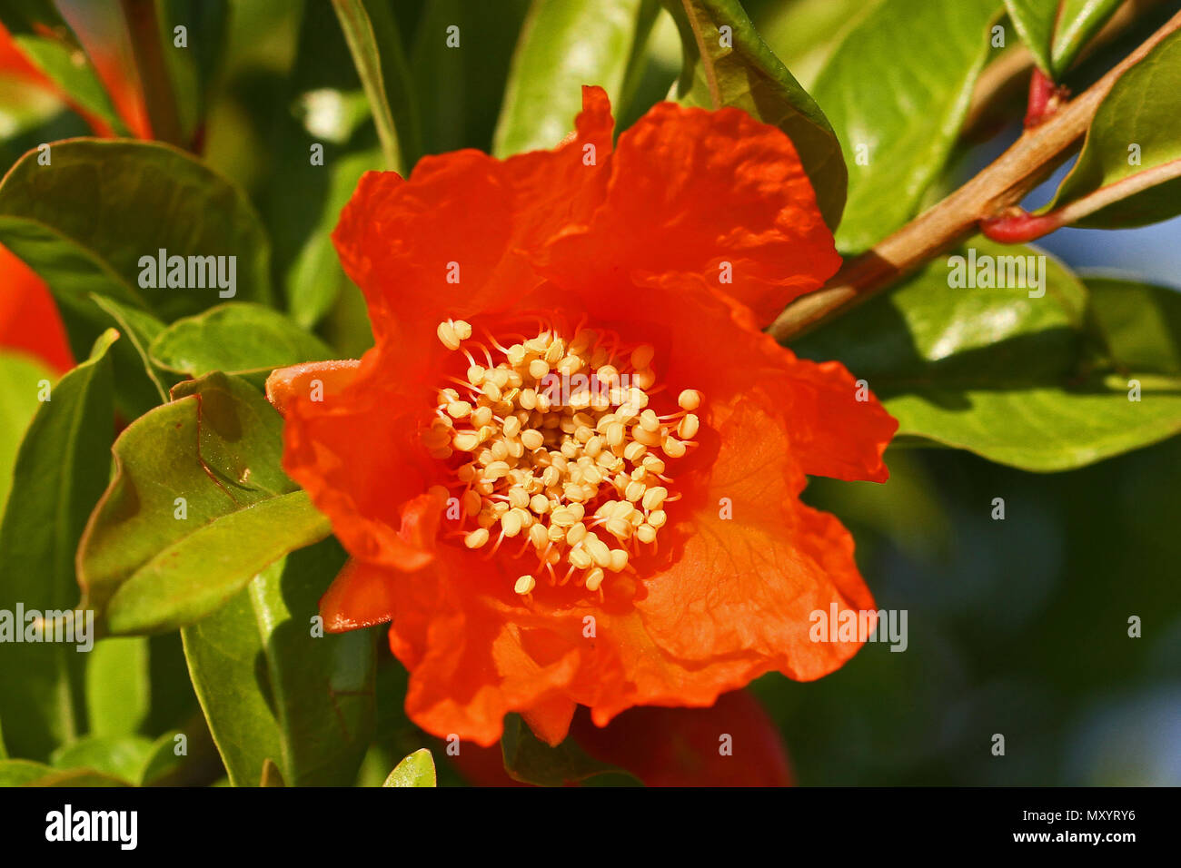 red pomegranate or punica flower or blossom with yellow stamens and unopened flowers in the background melograno in springtime in Italy close up Stock Photo