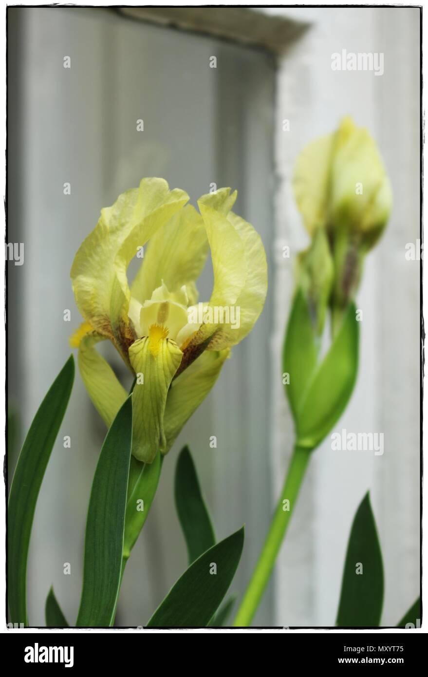 Pale yellow flowers of wild specis Iris  reichenbachii Stock Photo
