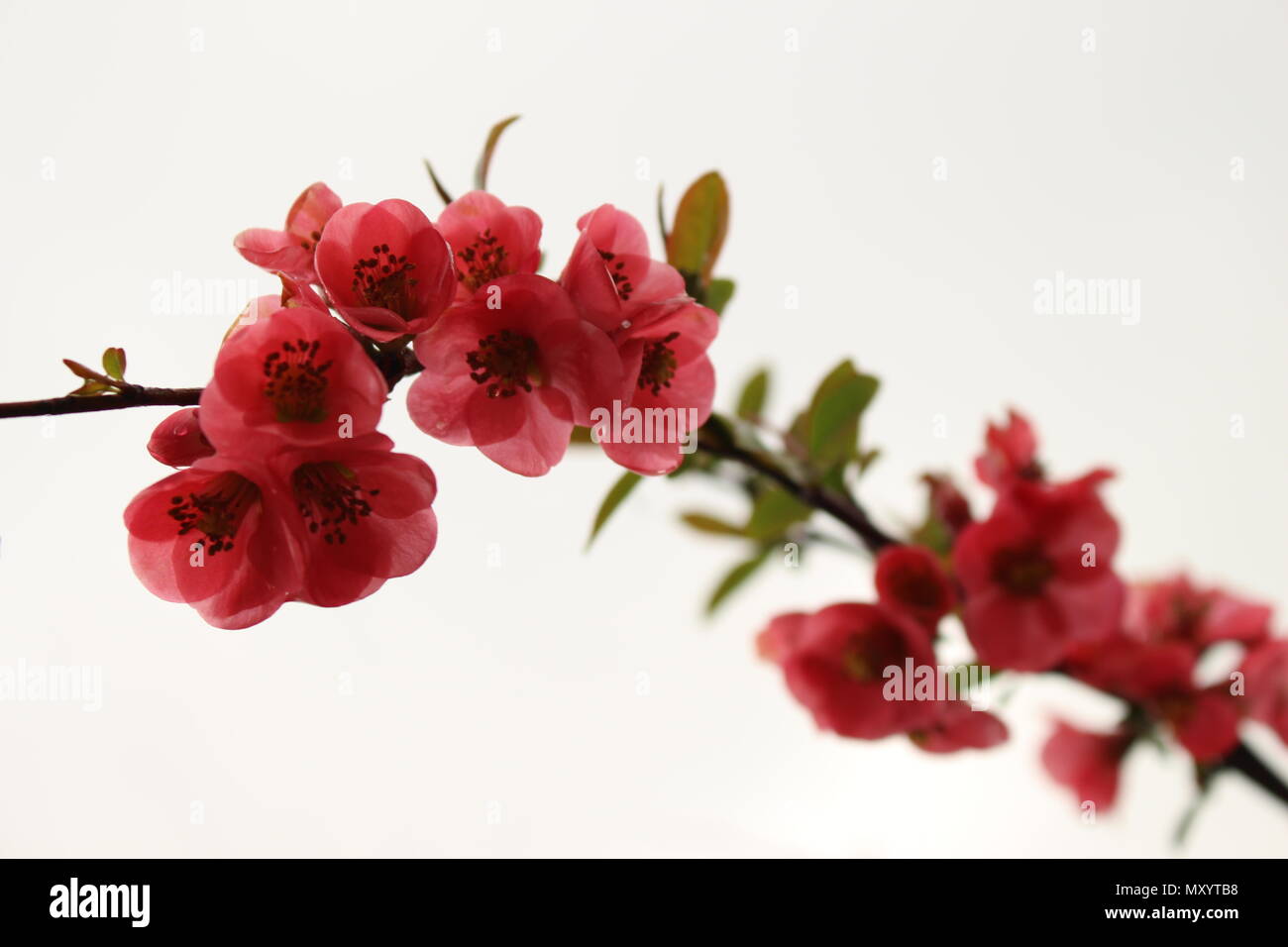 Branch with flowers of japanese quince / Chaenomeles japonica Stock Photo